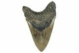 Serrated, Fossil Megalodon Tooth - North Carolina #336961-2
